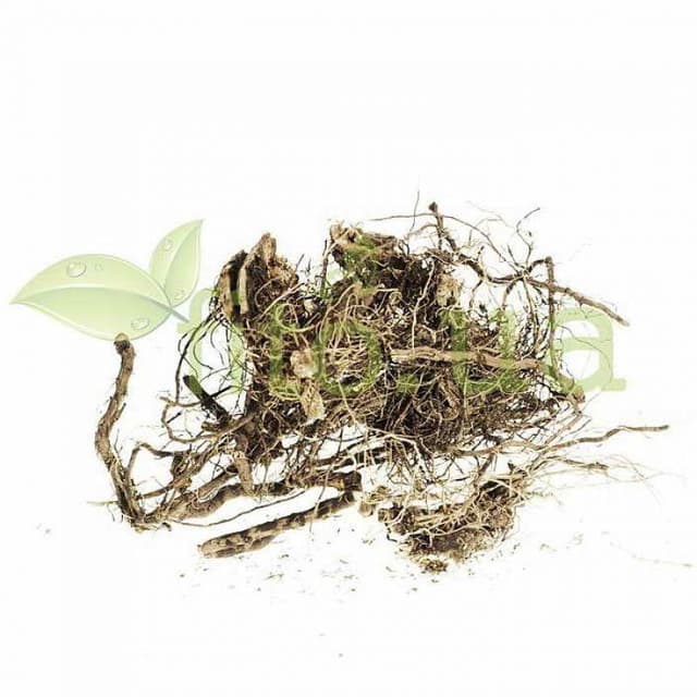 Левзея сафлороподібна маралій корінь 50 гр