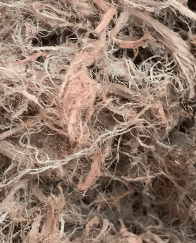 Червоний корінь копієчник 50 грам